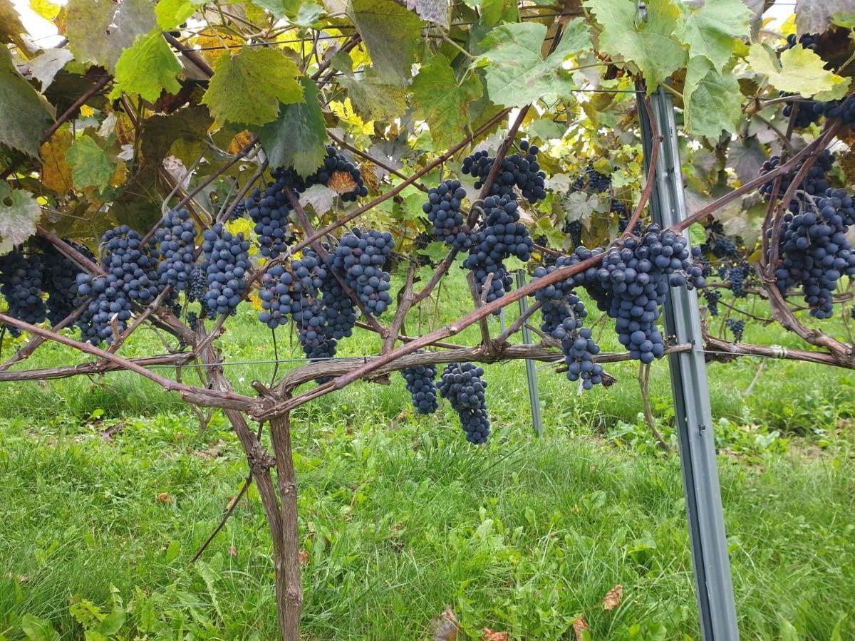 Fantastic View Vineyard Beskid Mountains Gruszow  Eksteriør billede
